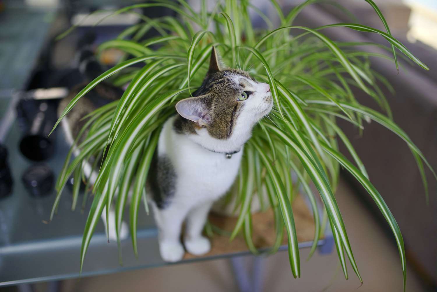 15 Pet-Nice Houseplants to Undertake Into Your Dwelling