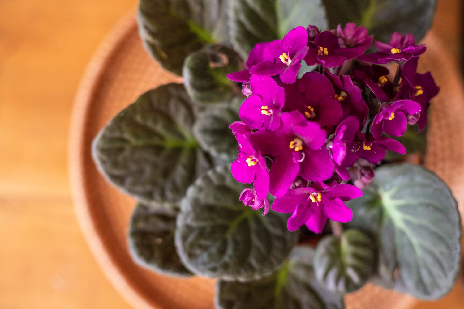 10 of the Most Beautiful Indoor Flowering Crops