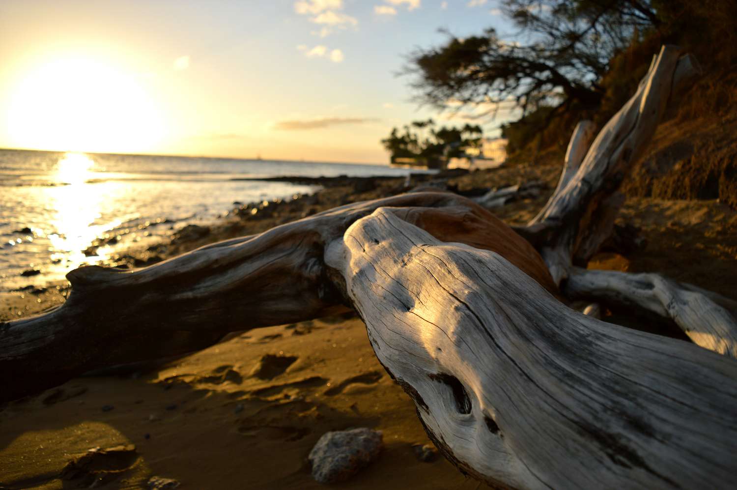 The Surprising Magnificence and Benefits of Driftwood