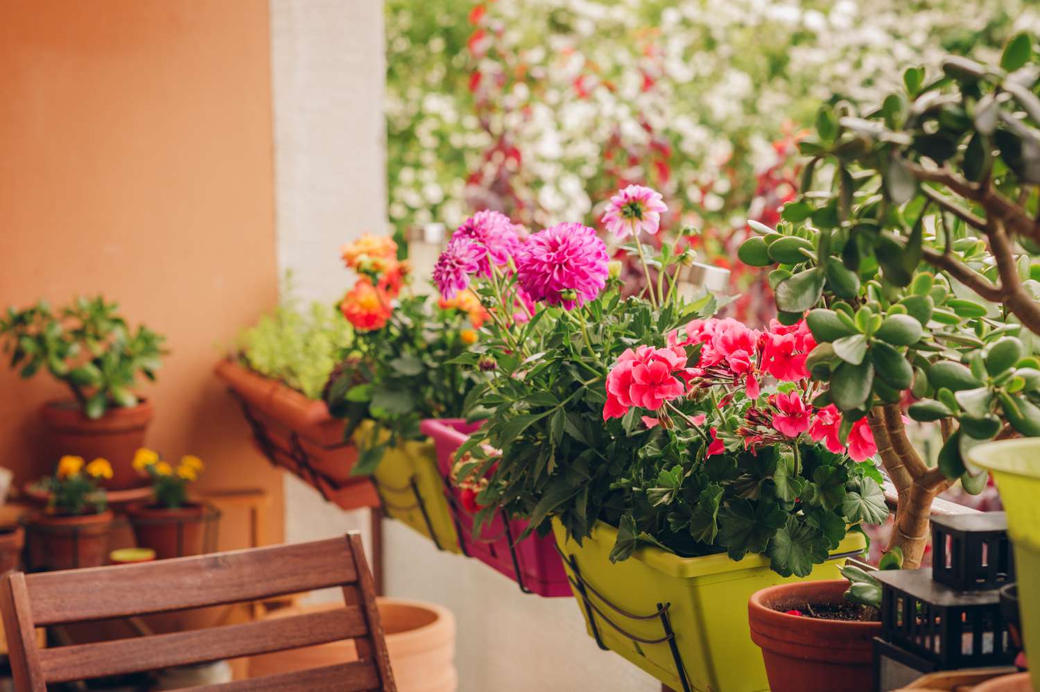 15 Best Balcony Crops