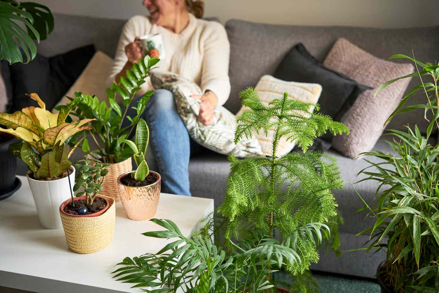 12 Big Indoor Crops to Make a Inexperienced Assertion